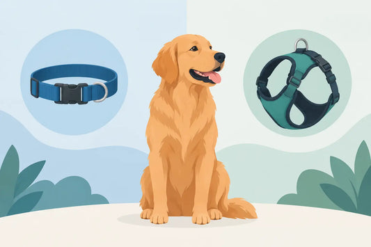 Collar Versus Harness: Which Is Best for Dogs?