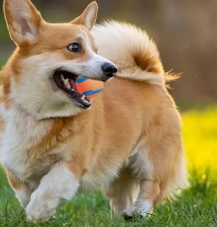 Dog Fetch Toy Ball – Durable Interactive Play Ball for Dogs