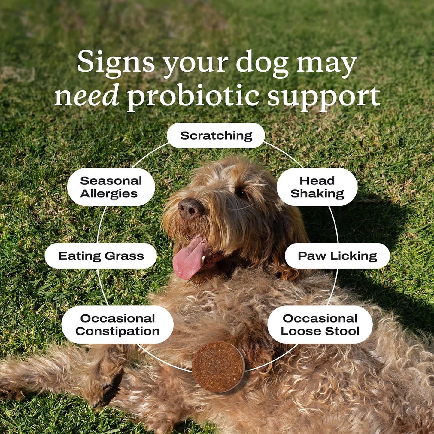 Dog Probiotics Chews - Dog Probiotics for Gut Health, Occasional Diarrhea, Digestive Health & Seasonal Allergies, Beef Flavor